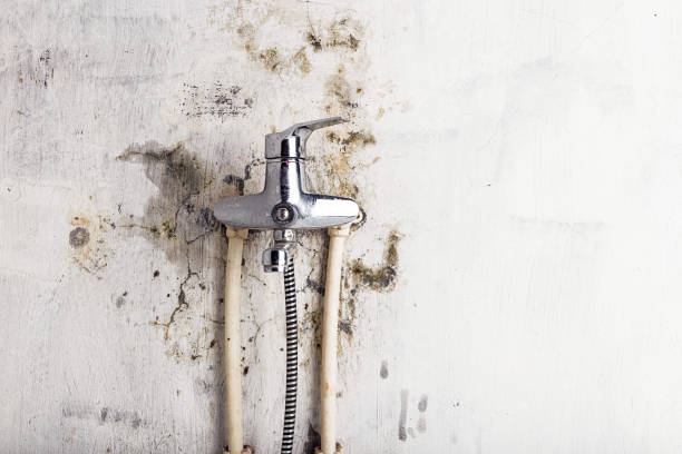 Best Insurance-Related Mold Remediation in Alanes Ridge, CA