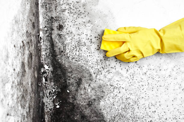 Professional Mold Remediation in Acalanes Ridge, CA