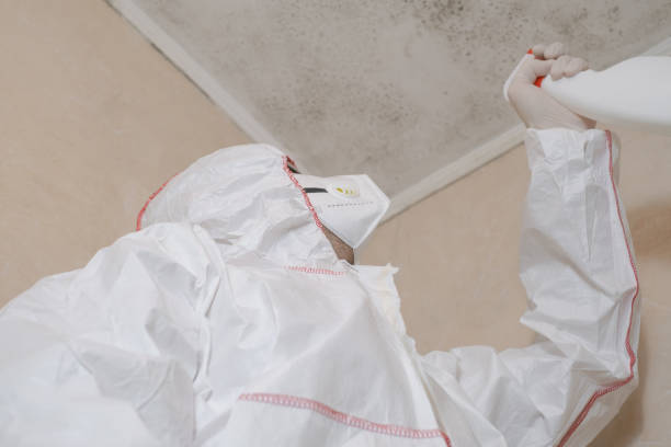 Best Localized Mold Remediation (e.g., coastal areas, humid climates) in Alanes Ridge, CA