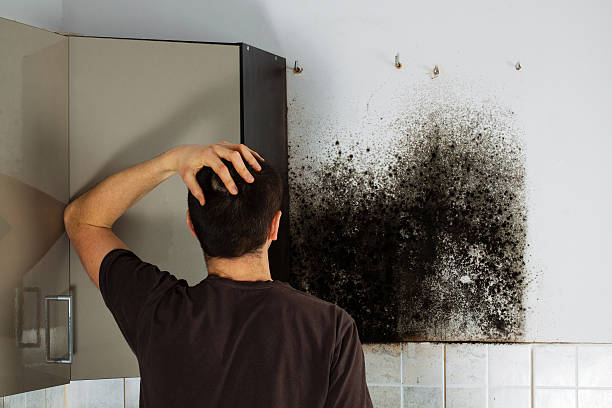 Best Mold Remediation for Specific Building Types in Alanes Ridge, CA